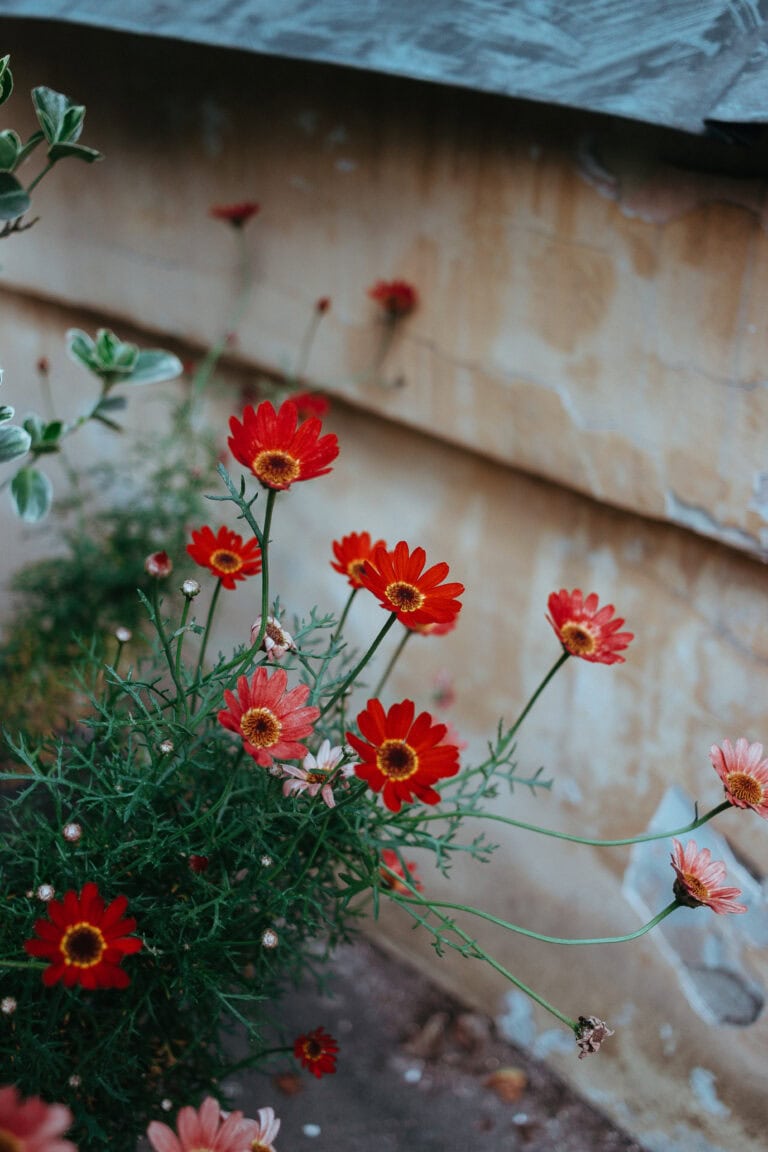 Steps to Become a Content Manager